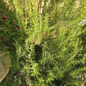 Fresh Rosemary Sprigs 10 Sprigs $10 Cut Fresh to Order